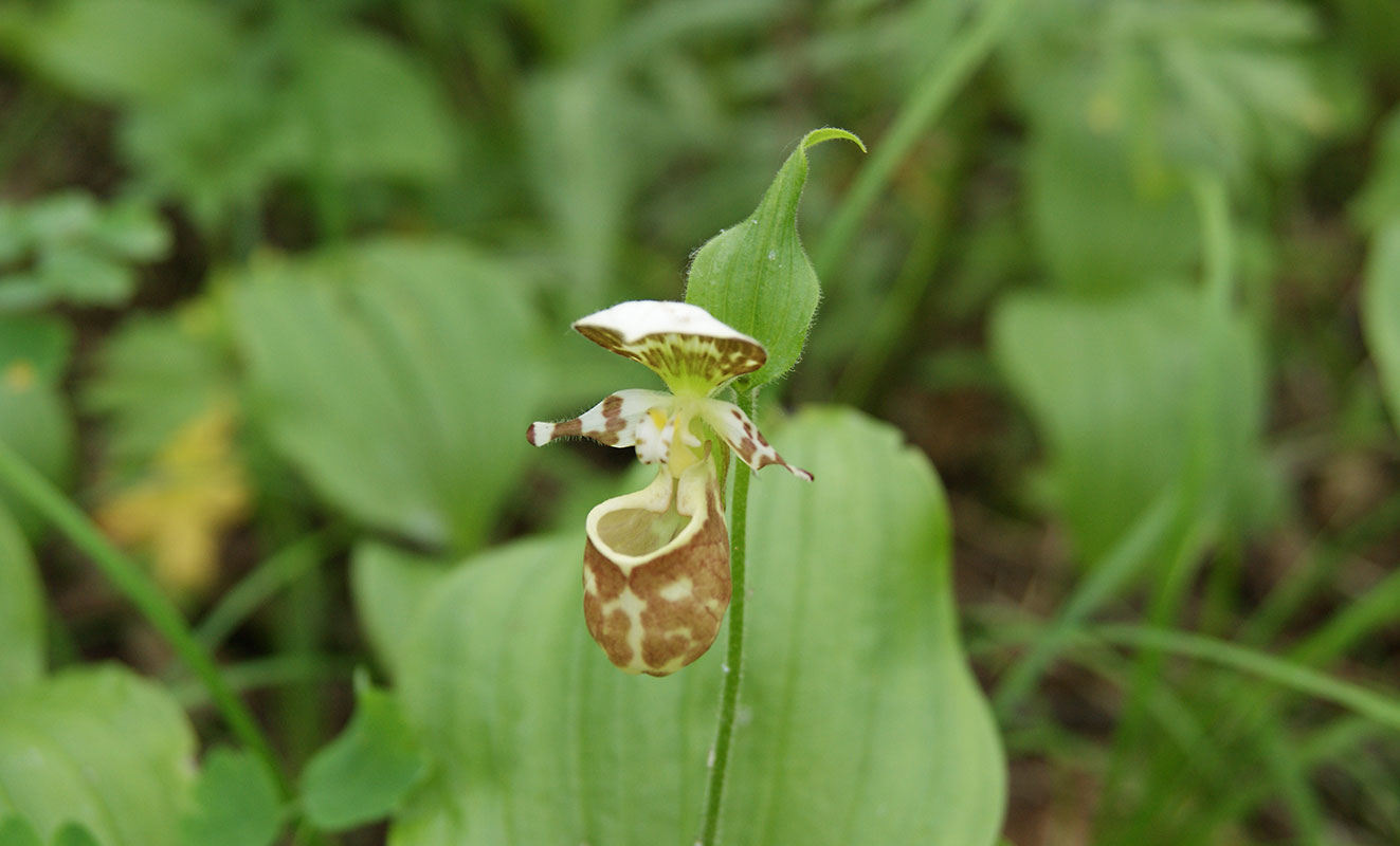 Image of Cypripedium yatabeanum specimen.