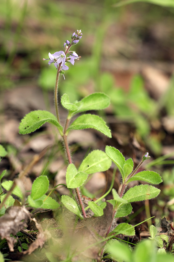 Image of Veronica officinalis specimen.