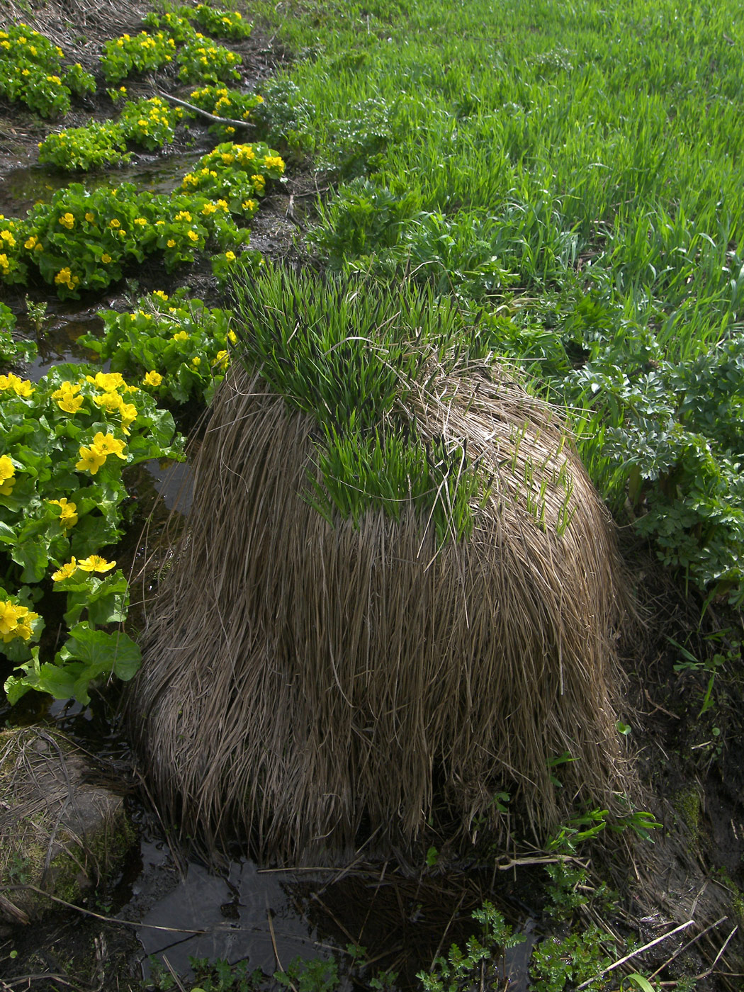 Изображение особи Carex cespitosa.