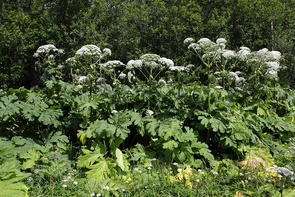 Image of Heracleum sosnowskyi specimen.