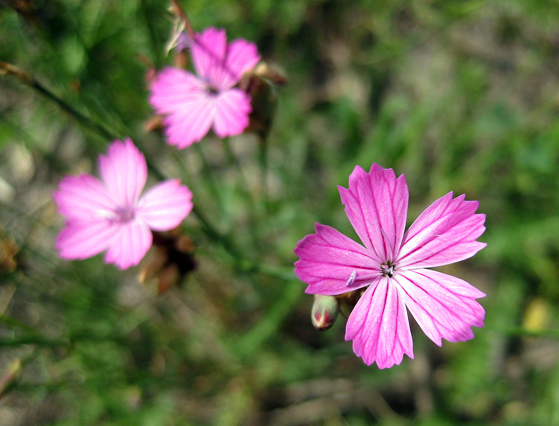 Изображение особи род Dianthus.