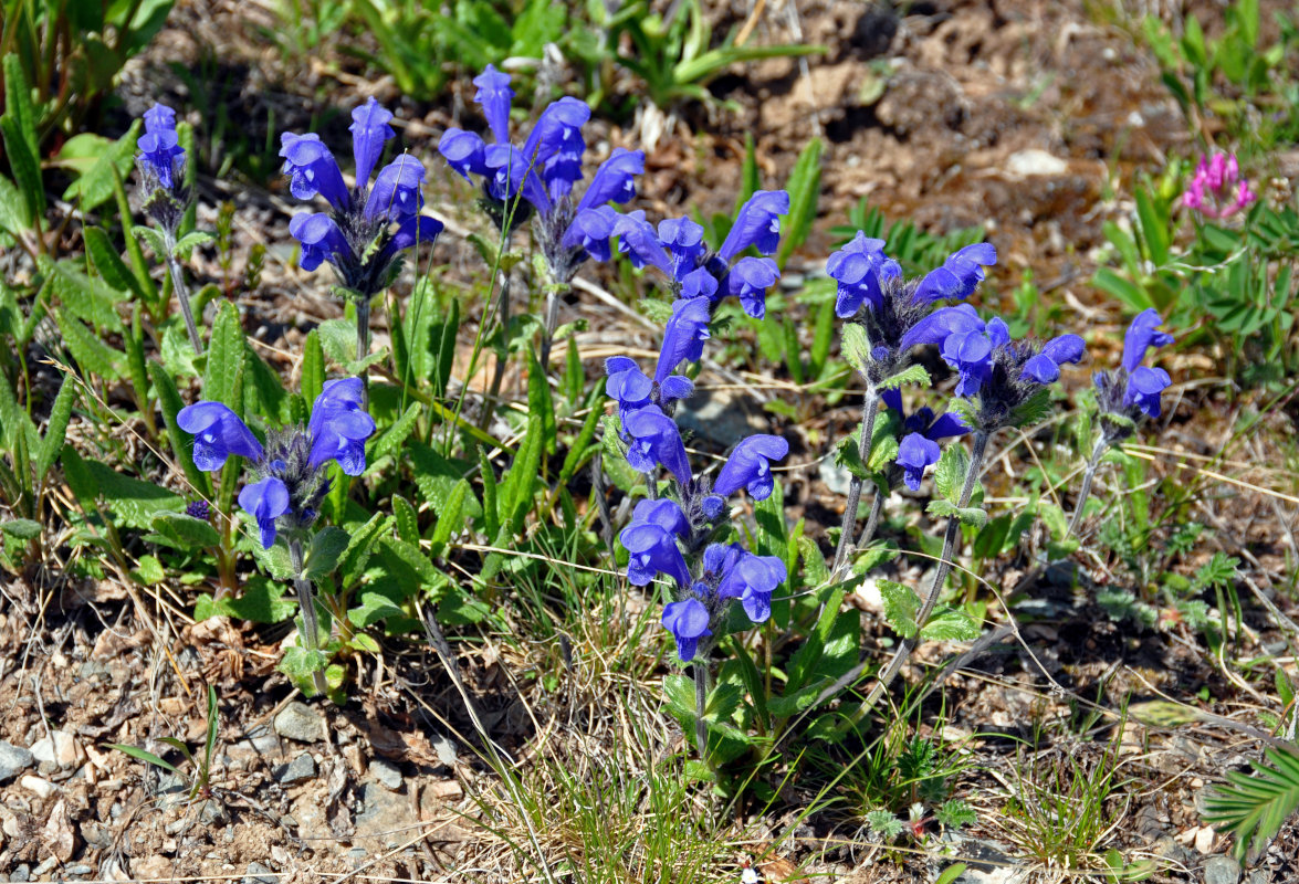 Image of Dracocephalum grandiflorum specimen.