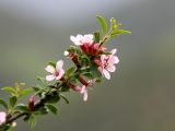 Cerasus verrucosa. Верхушка ветви с цветками. Узбекистан, Джизакская обл., северный склон Туркестанского хребта, Зааминский национальный парк, около 2000 м н.у.м. 10.05.2019.