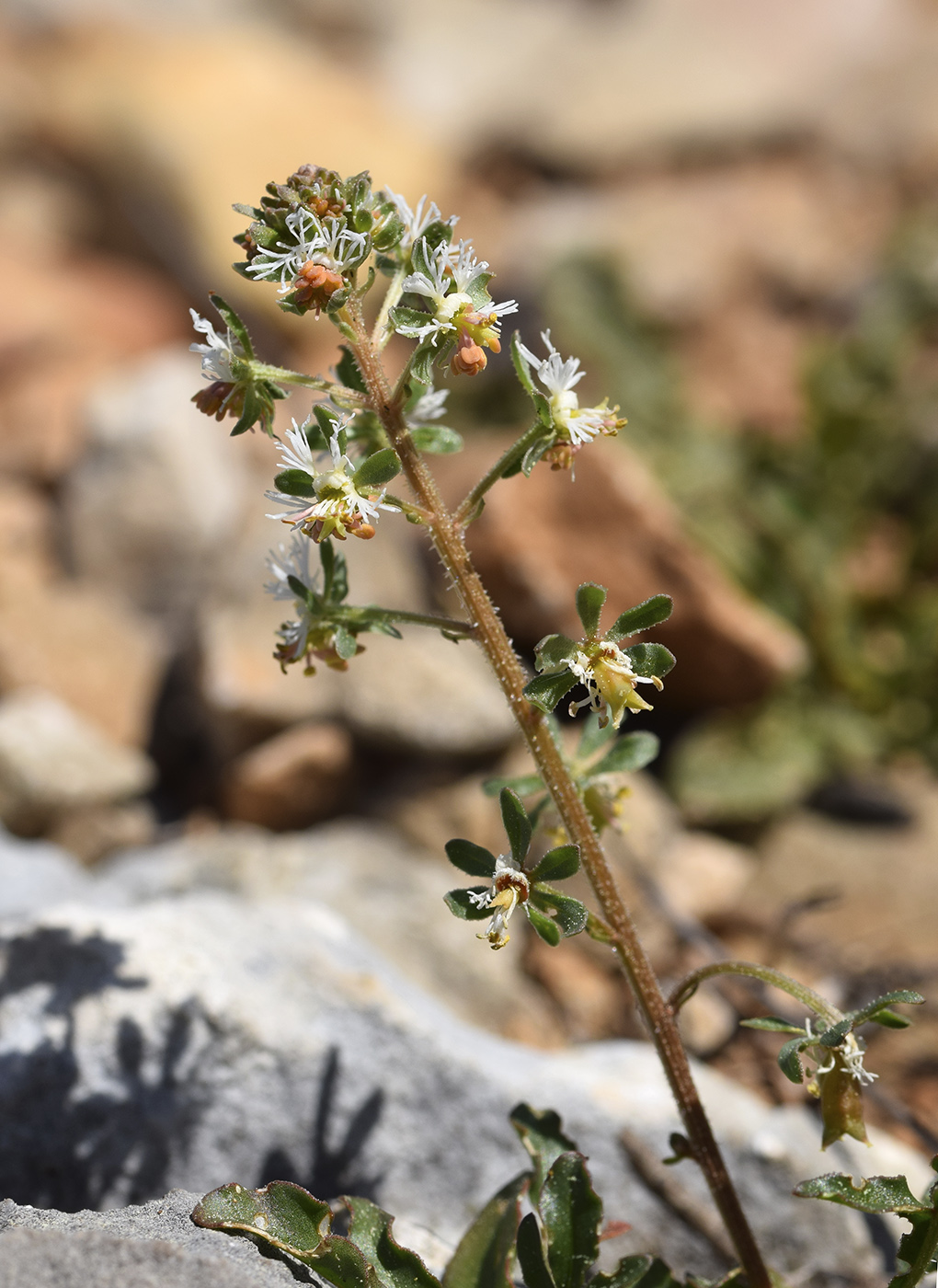 Изображение особи Reseda phyteuma.