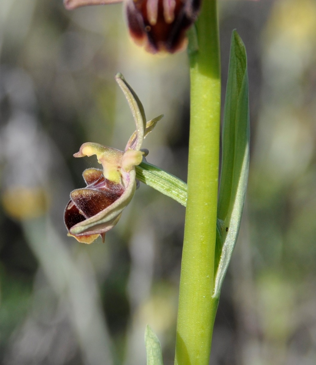 Изображение особи Ophrys mammosa.