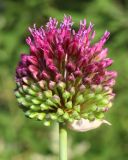 Allium sphaerocephalon