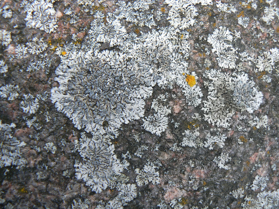Image of Physcia caesia specimen.
