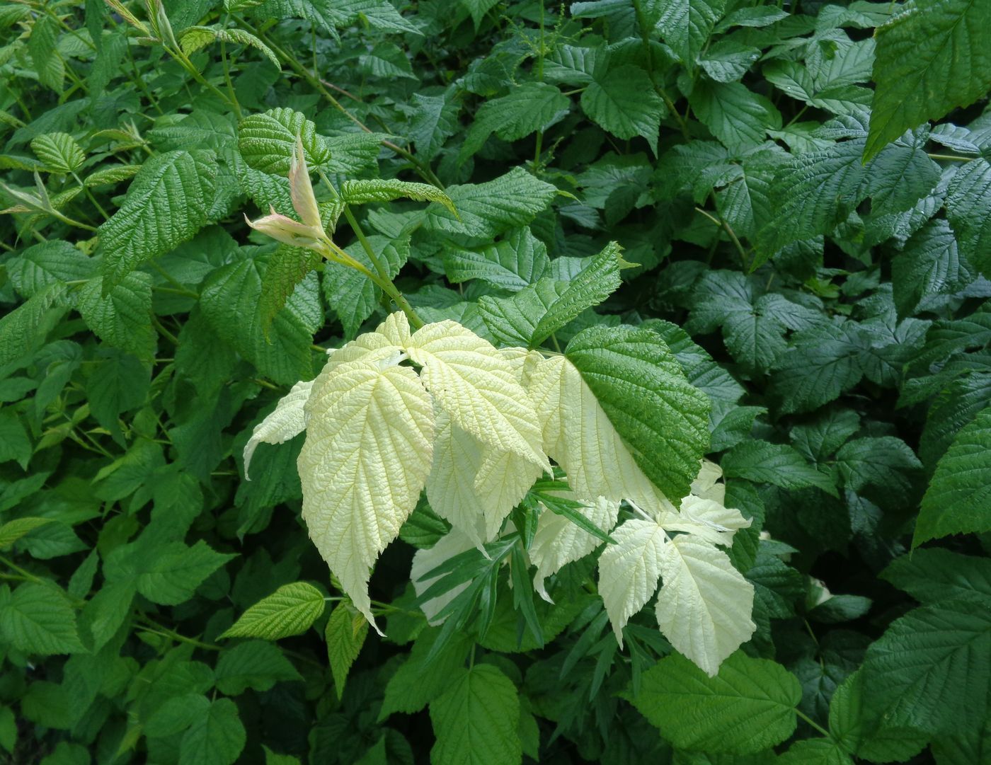 Image of Rubus idaeus specimen.