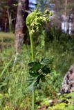 Pimpinella saxifraga