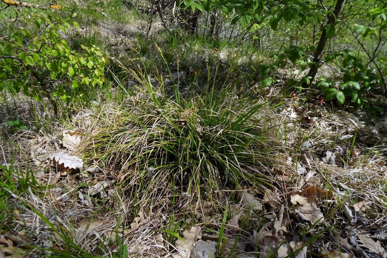 Изображение особи Carex sylvatica.