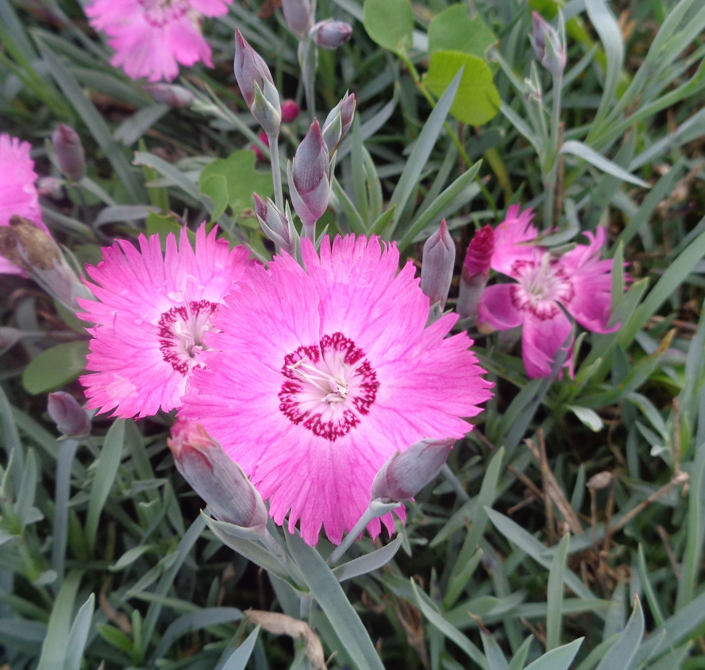 Изображение особи Dianthus plumarius.