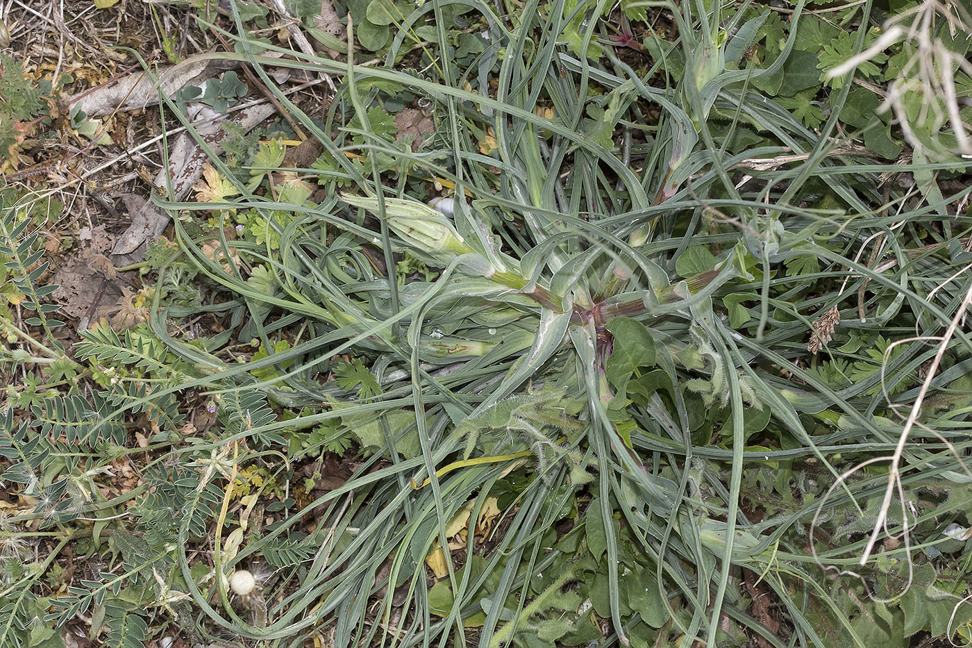 Image of Tragopogon dubius specimen.