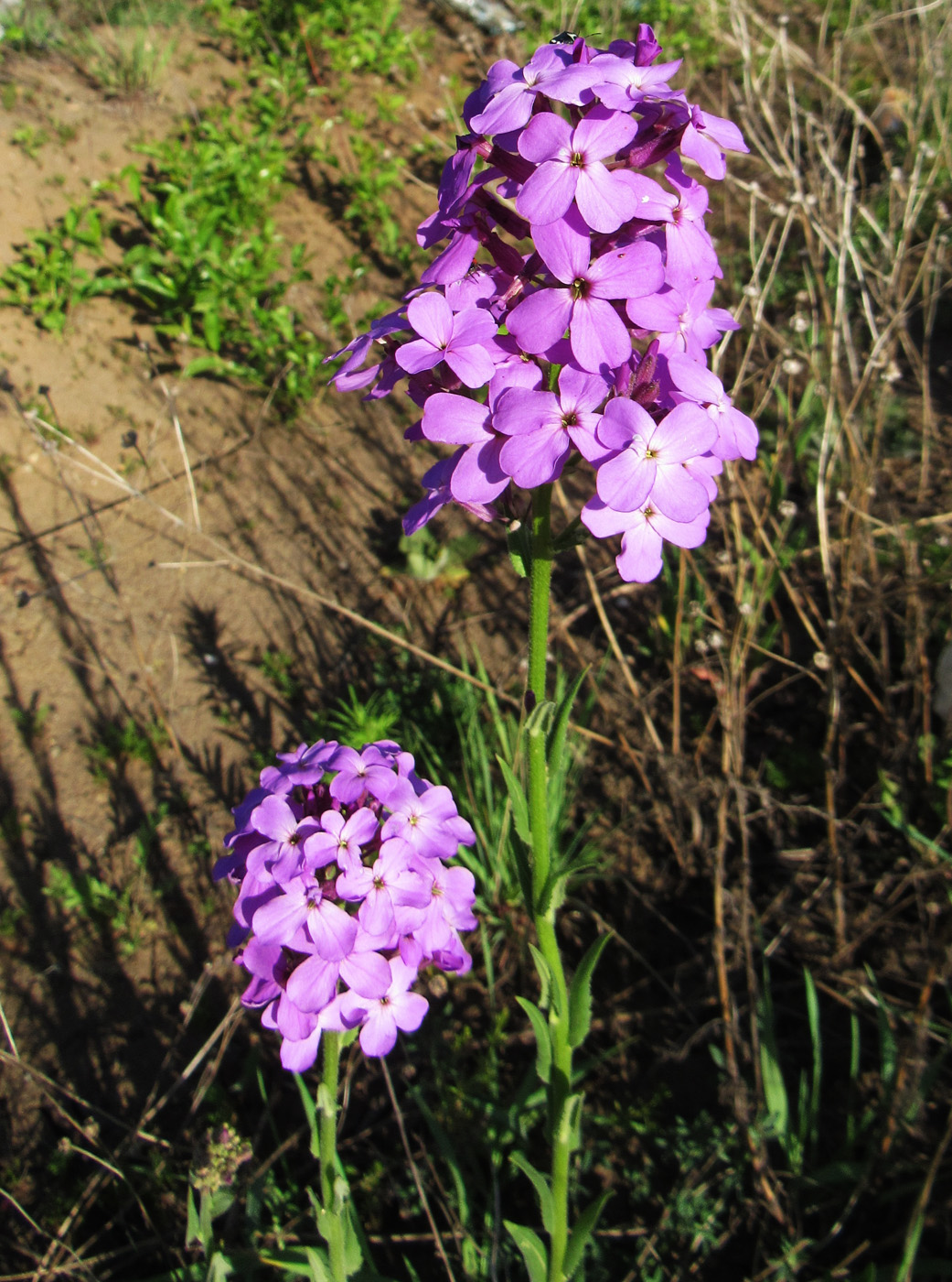 Image of Hesperis matronalis specimen.