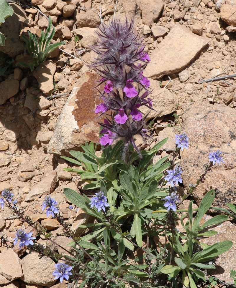 Image of Stachys lavandulifolia specimen.