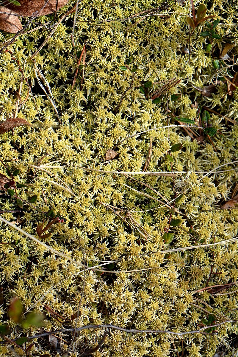 Image of Sphagnum angustifolium specimen.
