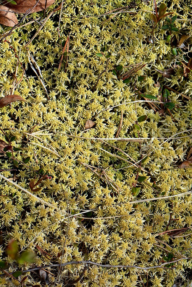 Изображение особи Sphagnum angustifolium.