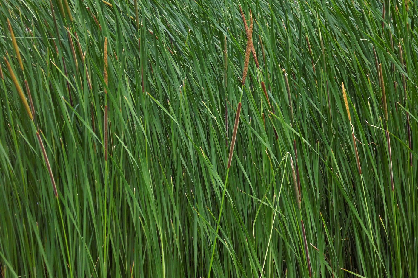 Изображение особи Typha angustifolia.