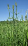 Equisetum ramosissimum
