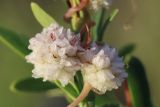 Cuscuta epithymum