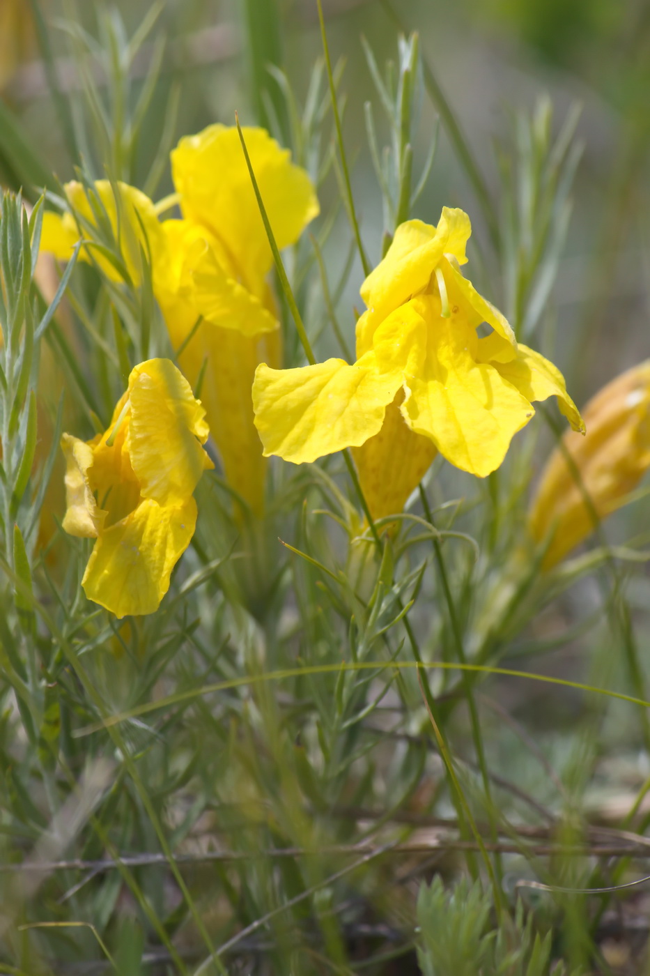 Image of Cymbaria daurica specimen.