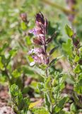 Teucrium chamaedrys. Верхушка цветущего растения. Крым, Бахчисарайский р-н, Качинский каньон, окр. с. Баштановка, гора Бурун-Кая, опушка дубово-грабового леса. 27.06.2020.