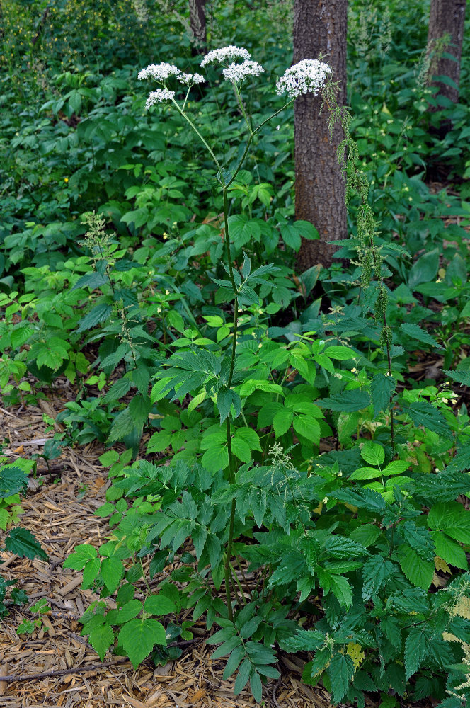 Изображение особи Valeriana officinalis.