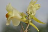 Linaria japonica. Верхушка цветущего растения. Приморье, Находкинский городской округ, окр. пос. Ливадия, бух. Флотская, песчаный пляж. 18.07.2020.