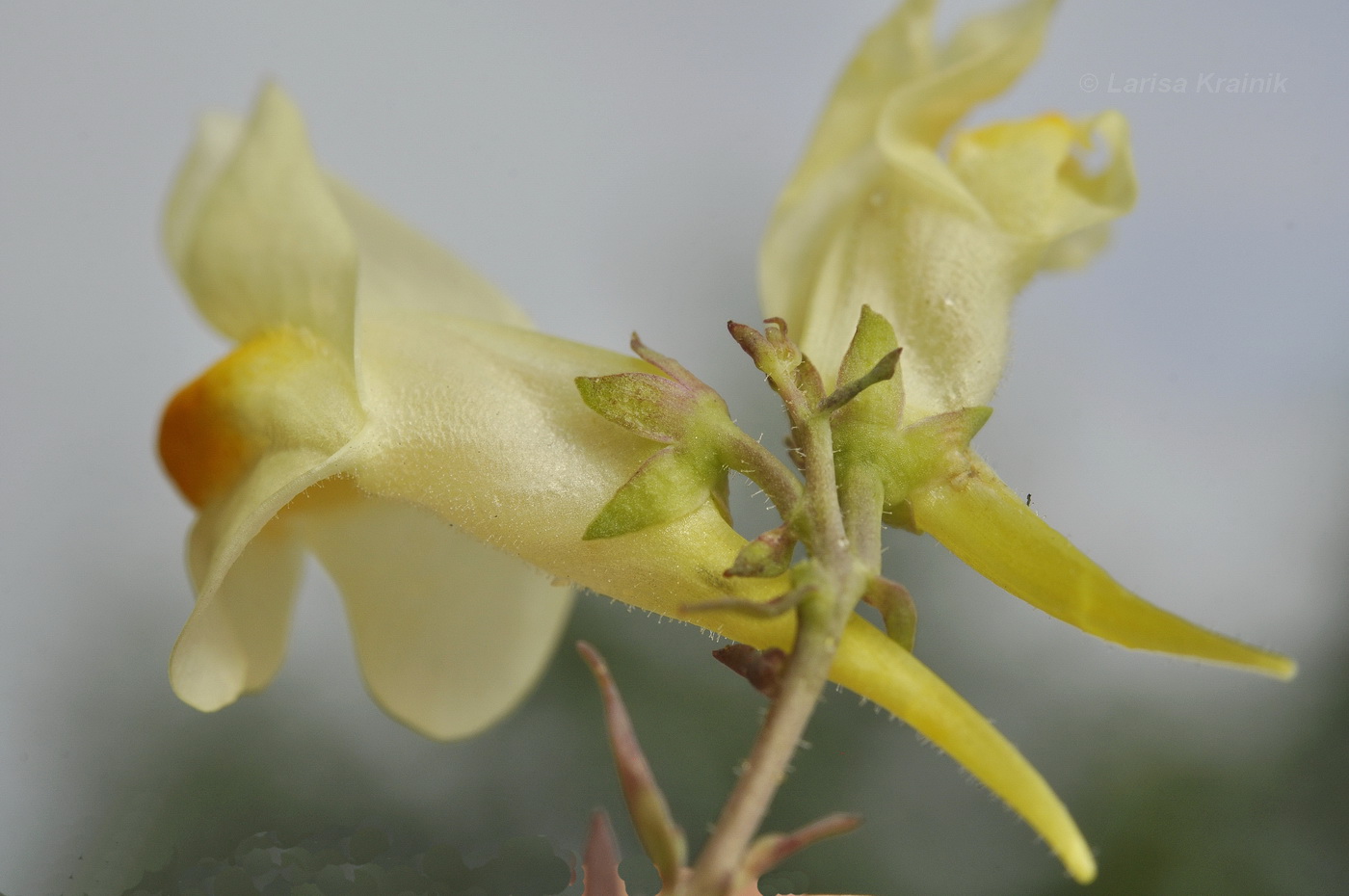Изображение особи Linaria japonica.