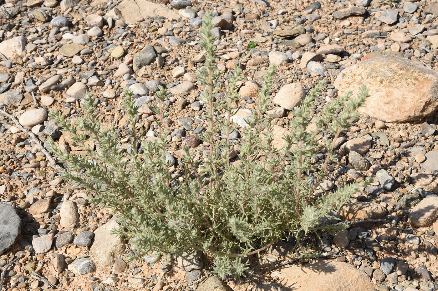 Изображение особи семейство Chenopodiaceae.