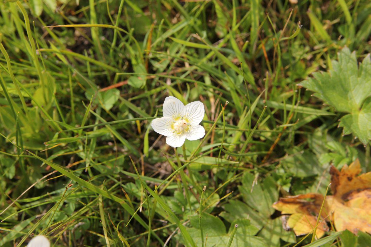 Изображение особи Parnassia palustris.