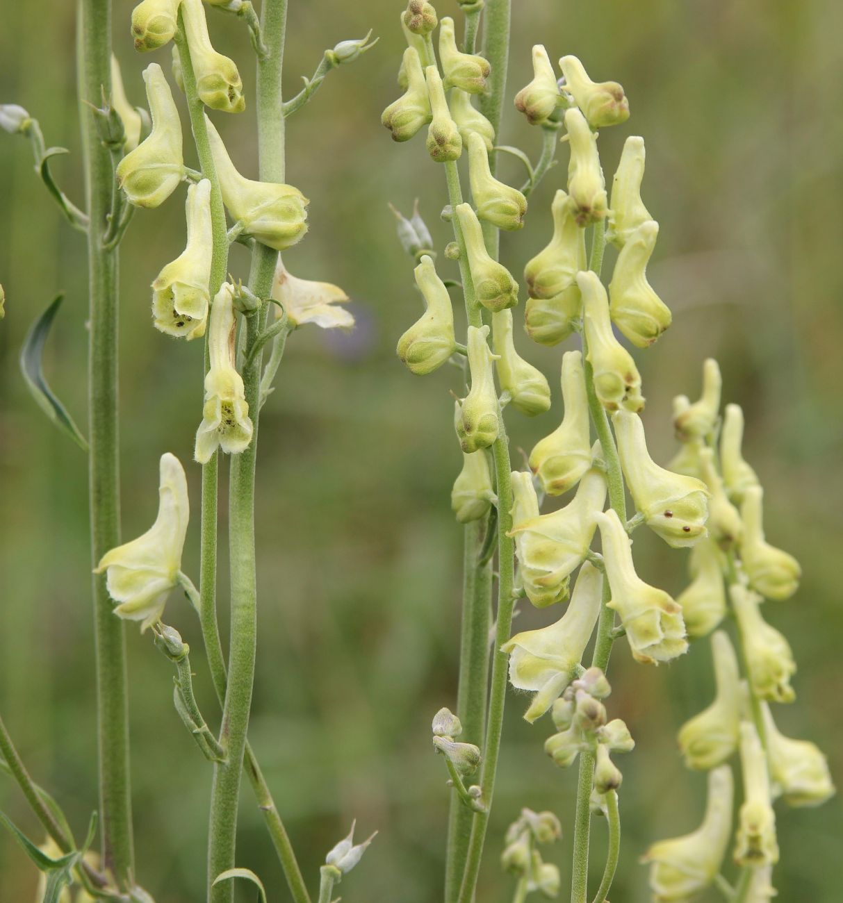 Image of Aconitum barbatum specimen.