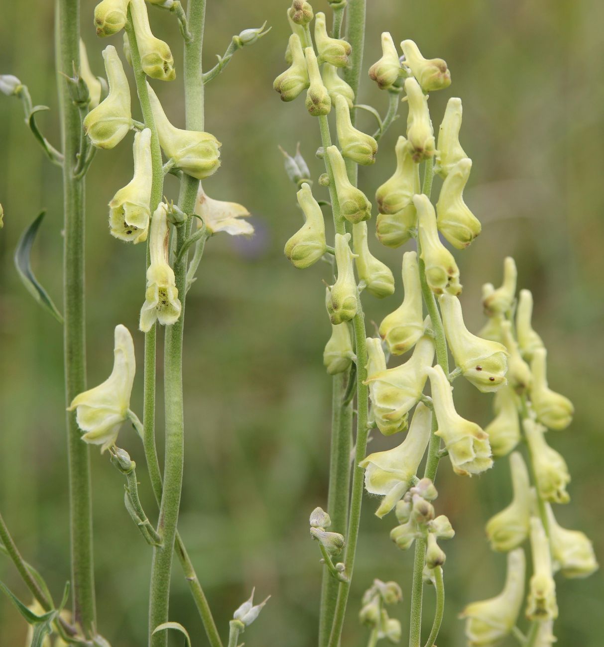 Изображение особи Aconitum barbatum.