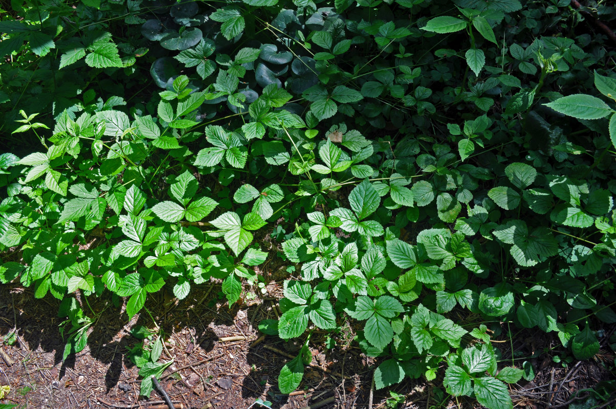 Image of Rubus saxatilis specimen.