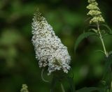 Buddleja davidii