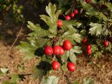 genus Crataegus. Верхушка побега с соплодием. Украина, г. Запорожье, балка Партизанская. 23.09.2020.