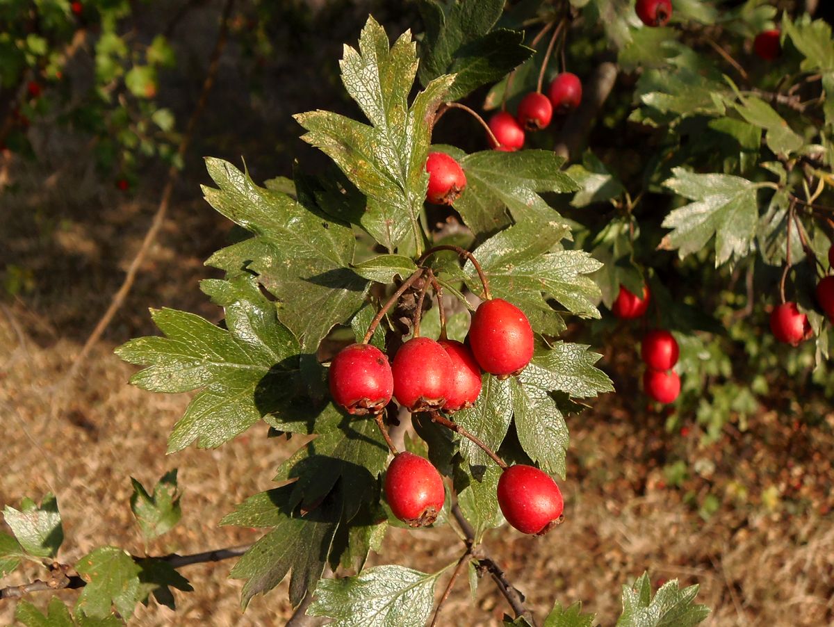 Image of genus Crataegus specimen.