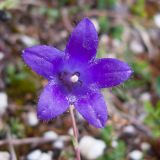 Campanula albovii. Цветок. Адыгея, Кавказский биосферный заповедник, ур. Яворова Поляна, ≈ 1900 м н.у.м., субальпийский луг. 03.10.2015.