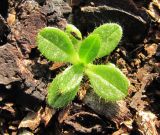 Cerastium holosteoides