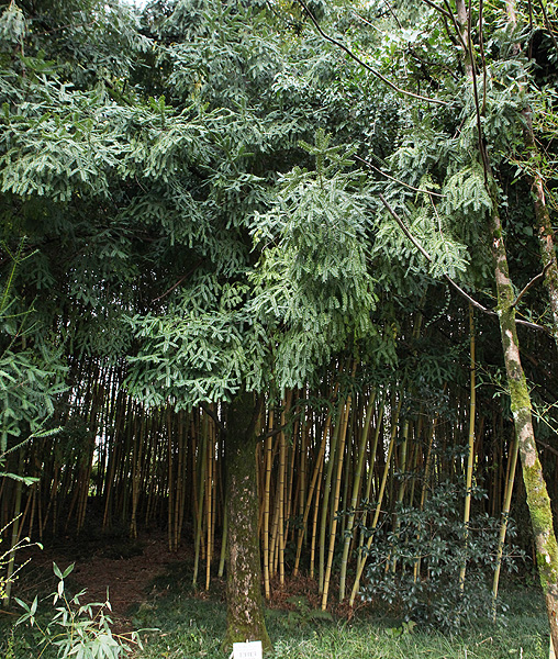 Image of Torreya grandis specimen.