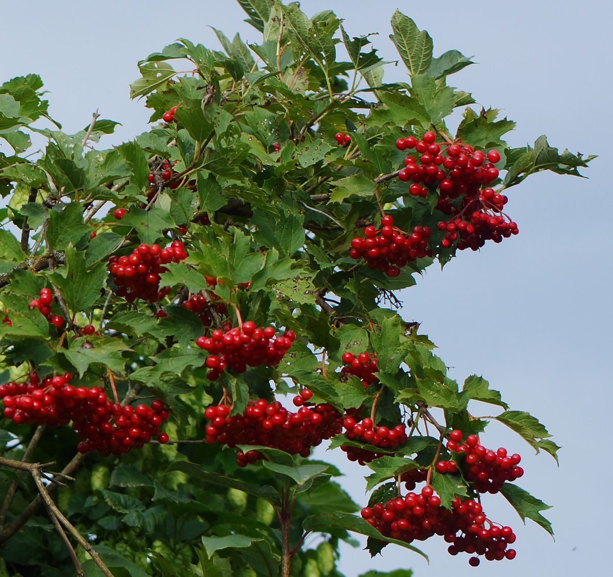 Изображение особи Viburnum opulus.