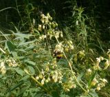 Thalictrum simplex