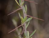 Barnadesia horrida