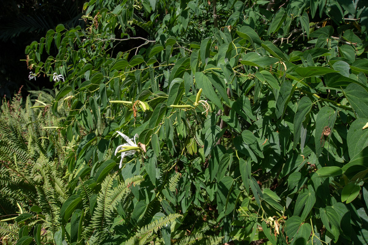 Изображение особи Bauhinia bowkeri.