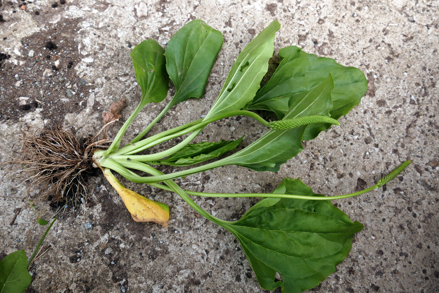 Image of Plantago major specimen.