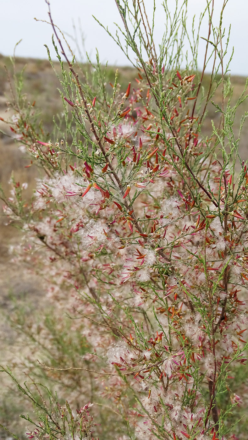 Image of Tamarix laxa specimen.