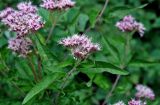 Eupatorium cannabinum. Верхушка побега с соцветием. Смоленская обл., Демидовский р-н, национальный парк \"Смоленское Поозерье\", побережье оз. Сапшо, опушка смешанного леса. 15.08.2020.