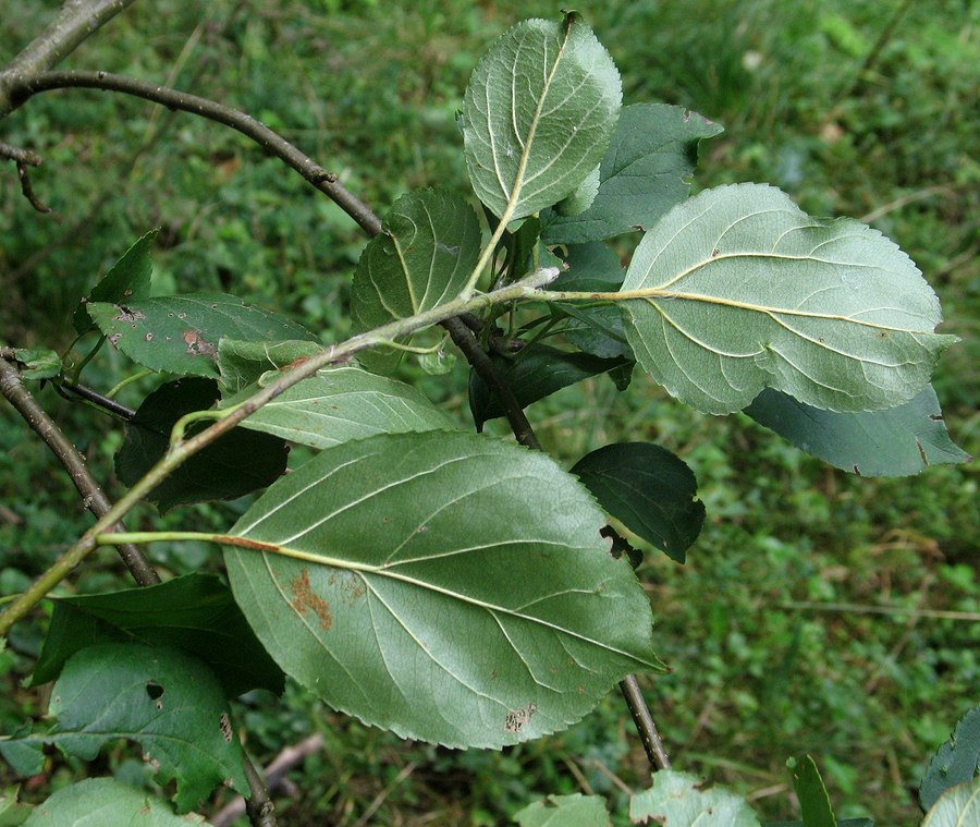 Изображение особи Malus sylvestris.