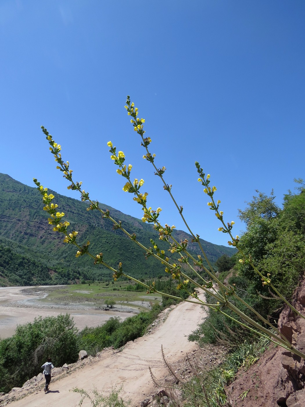 Изображение особи Phlomoides tadschikistanica.