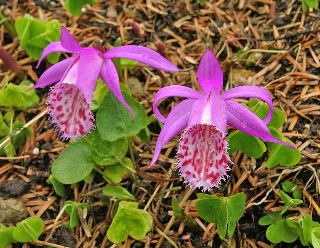Image of Pleione limprichtii specimen.