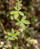 Rubus sanctus